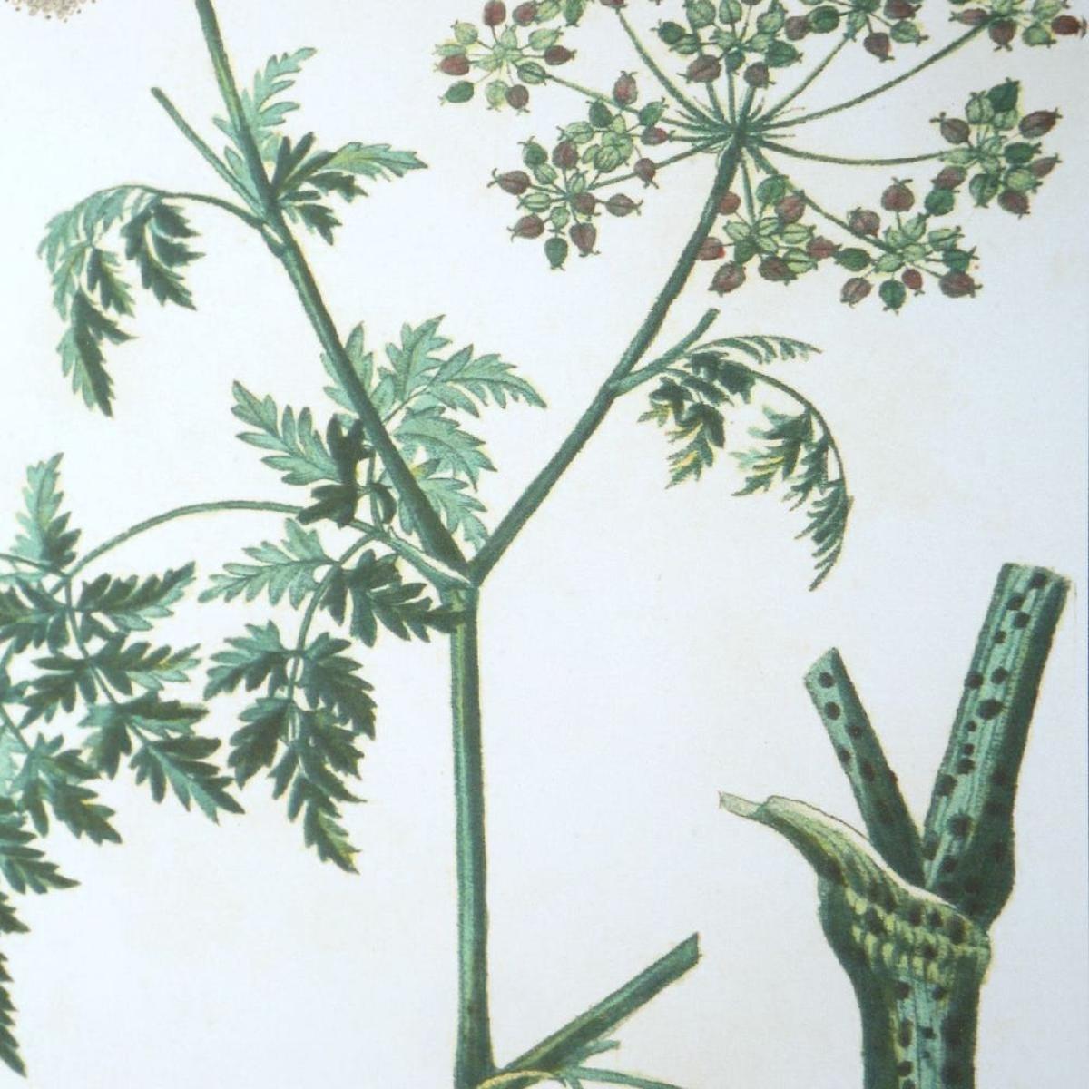 Antique Botanicals Framed Prints, S/9 - Image 5