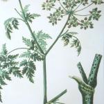 Antique Botanicals Framed Prints, S/9 - Image 5