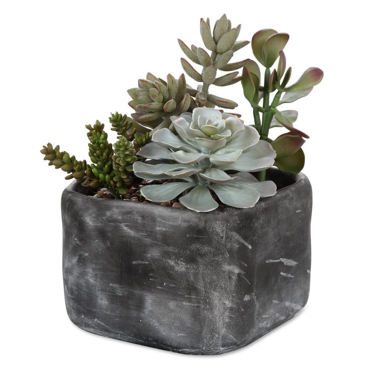 Alverio Succulents - Image 2