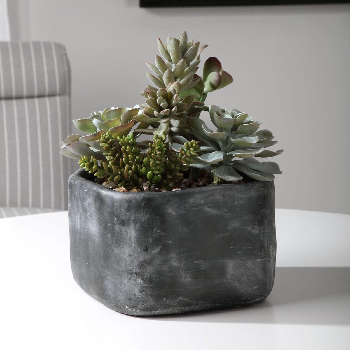 Alverio Succulents - Image 3