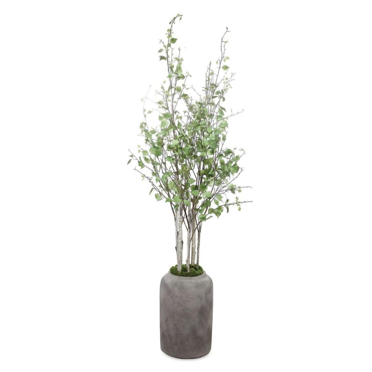 Aldis Potted River Birch - Image 3