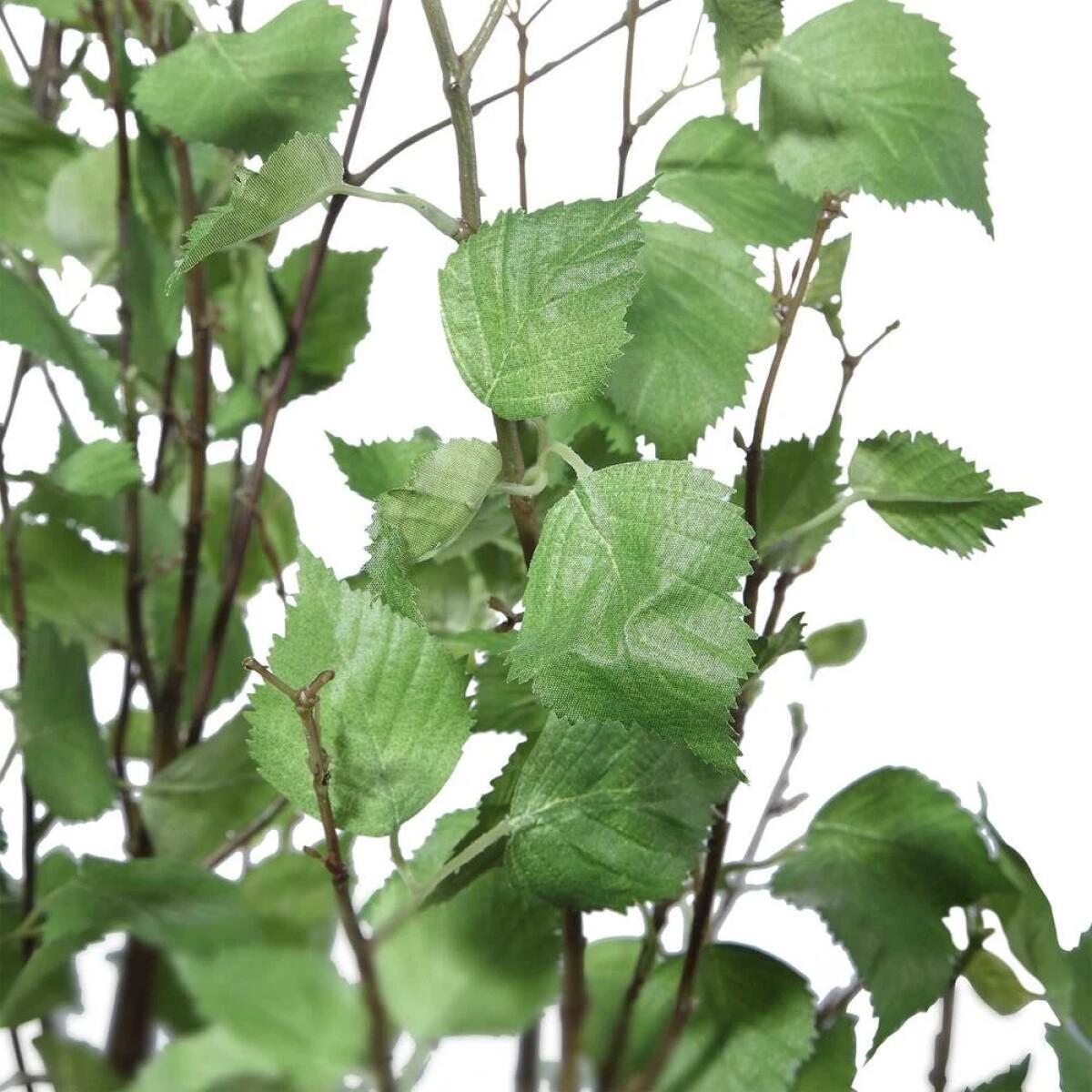 Aldis Potted River Birch - Image 4