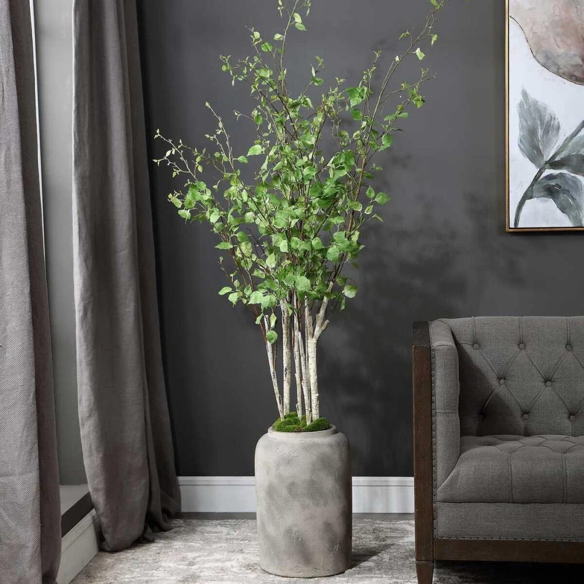 dfc9cfce763fe2b18c2d60eeb4cd7143 Aldis Potted River Birch - Image 1