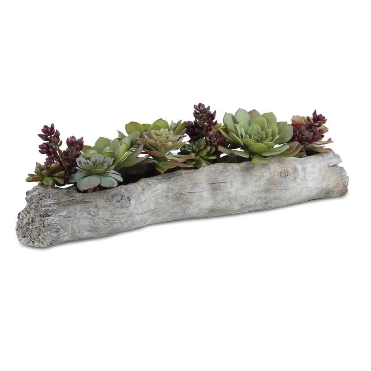 Charita Succulents - Image 3
