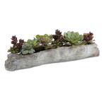 Charita Succulents - Image 3